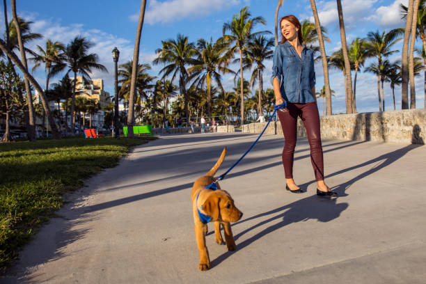 Top 10 Tips & Places to Travel in Miami with Pets