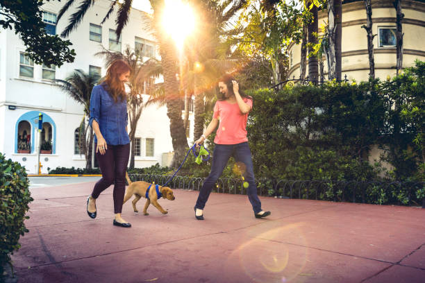 Top 10 Tips & Places to Travel in Miami with Pets