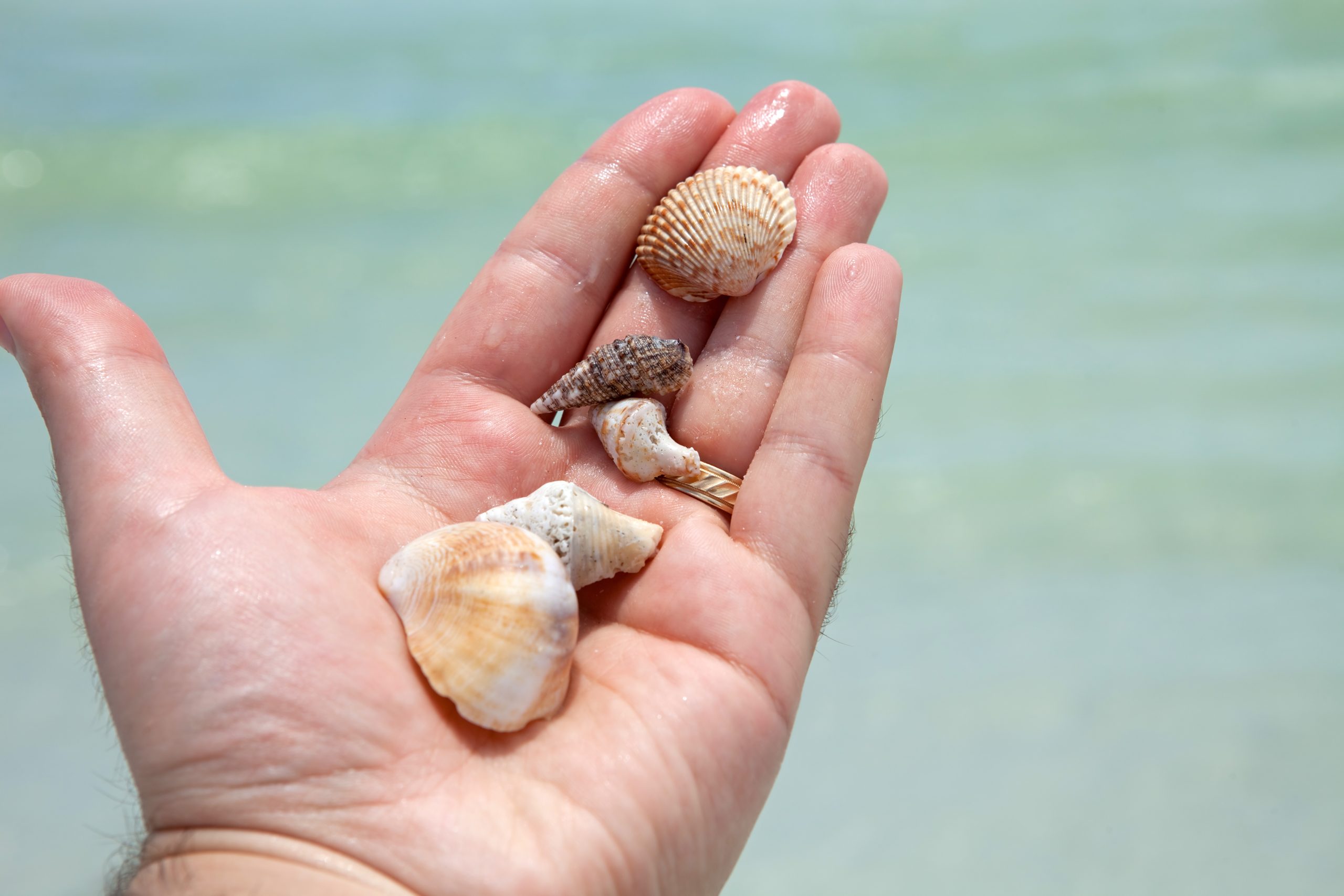Miami Neighborhoods Ranked: Where to Move in 2026 3 mans hand holding sea shells from the number one rated siesta key beach located in clearwater florida usa shallow depth of field HKQZQaFCHo scaled