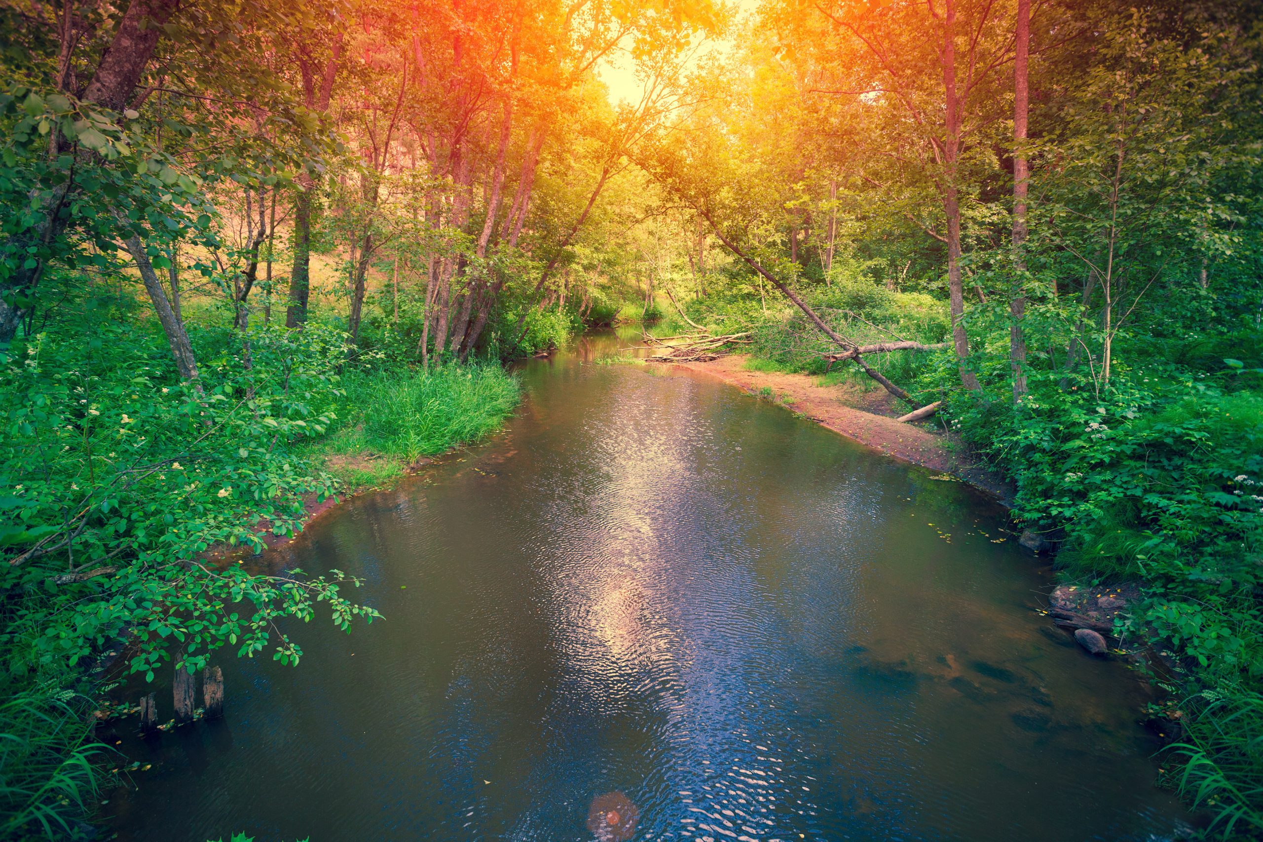 river in the forest scaled